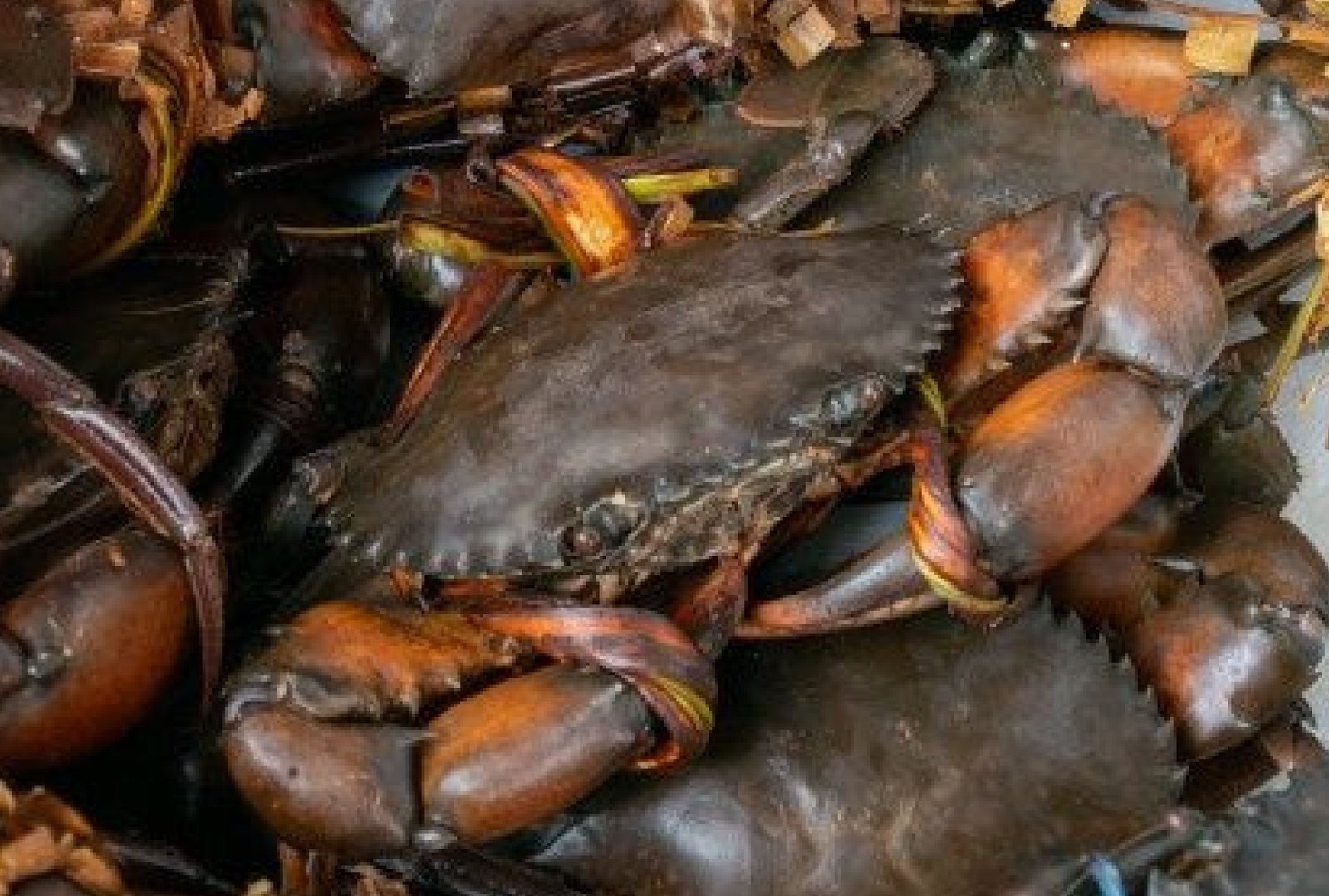 Seafood premium live mud crab