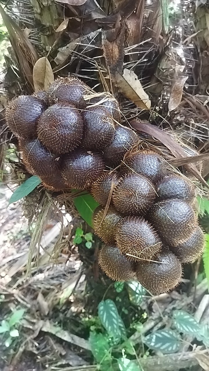 Fresh Fruit salak