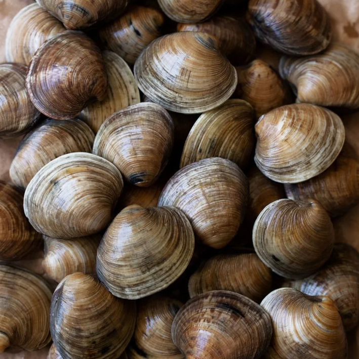 Seafood kerang