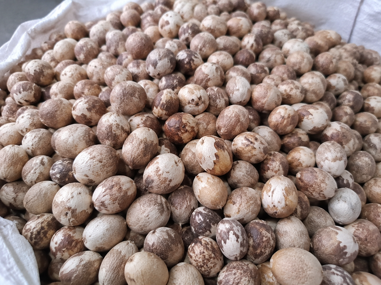 Fresh Fruit premium split & whole betel nut