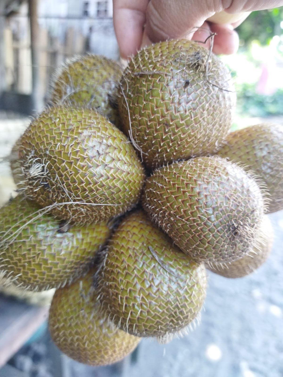 salak gading 1