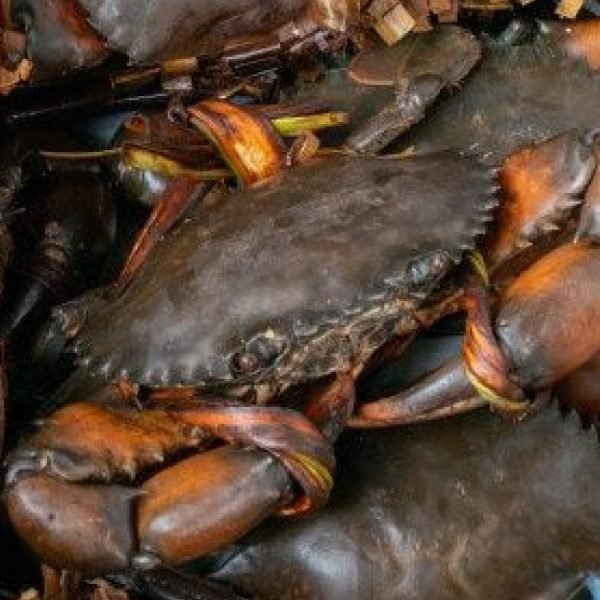 premium live mud crab