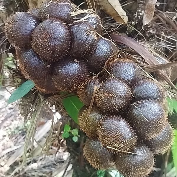 salak